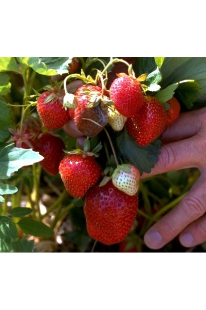 Суниця гібридна Ананасна 